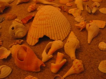 Broken Shells