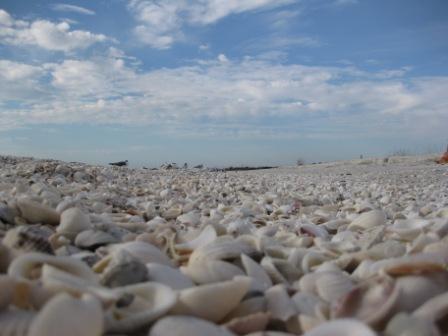 I have never seen as many shells as there were on the beach at Lover's Key.